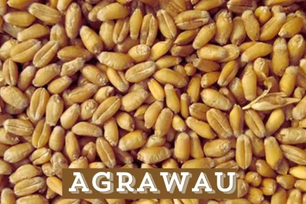 agrawau